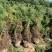 柽柳，【基地直供】盐碱地种植，高速护坡，价格低/聚划算
