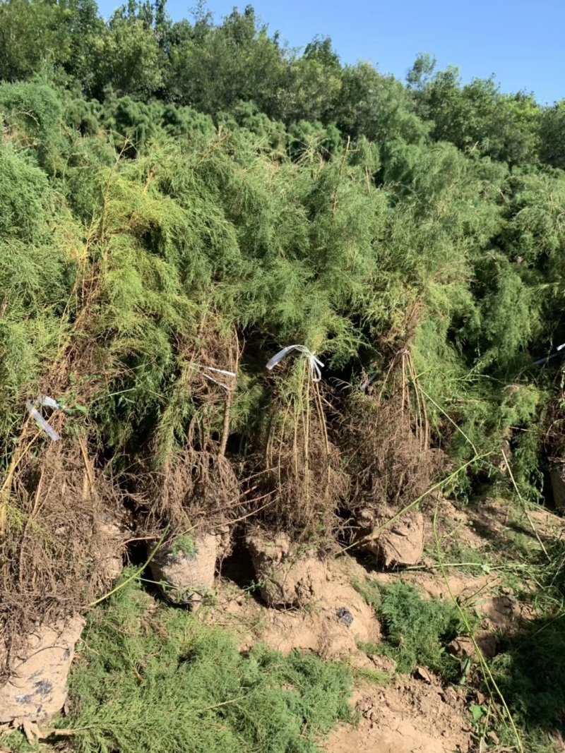 柽柳，【基地直供】盐碱地种植，高速护坡，价格低/聚划算