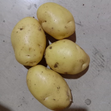 土豆