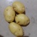 土豆