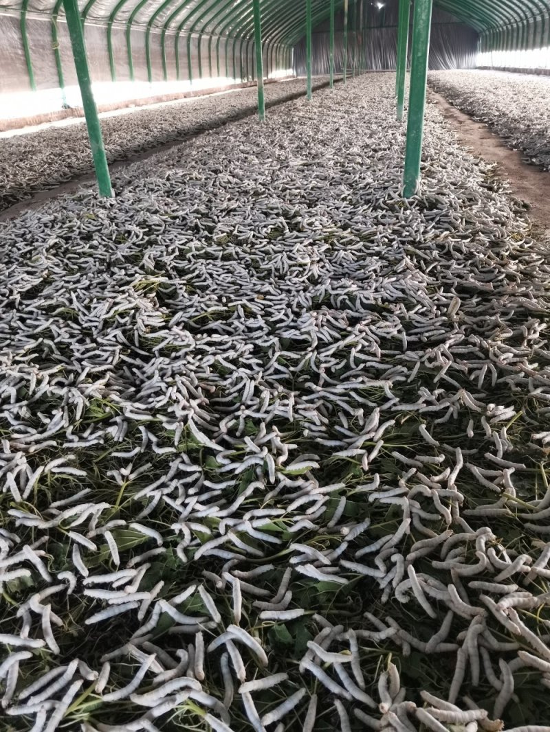 出售活蚕，蚕砂，蚕茧，蚕丝，桑叶，桑枝