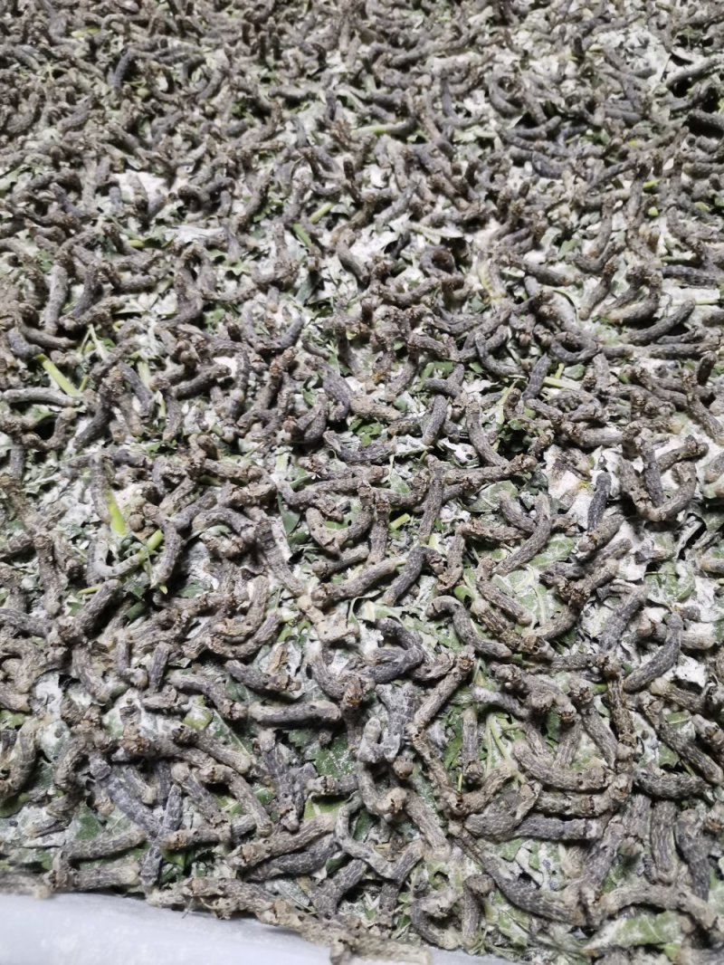 出售活蚕，蚕砂，蚕茧，蚕丝，桑叶，桑枝