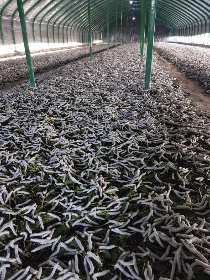 出售活蚕，蚕砂，蚕茧，蚕丝，桑叶，桑枝