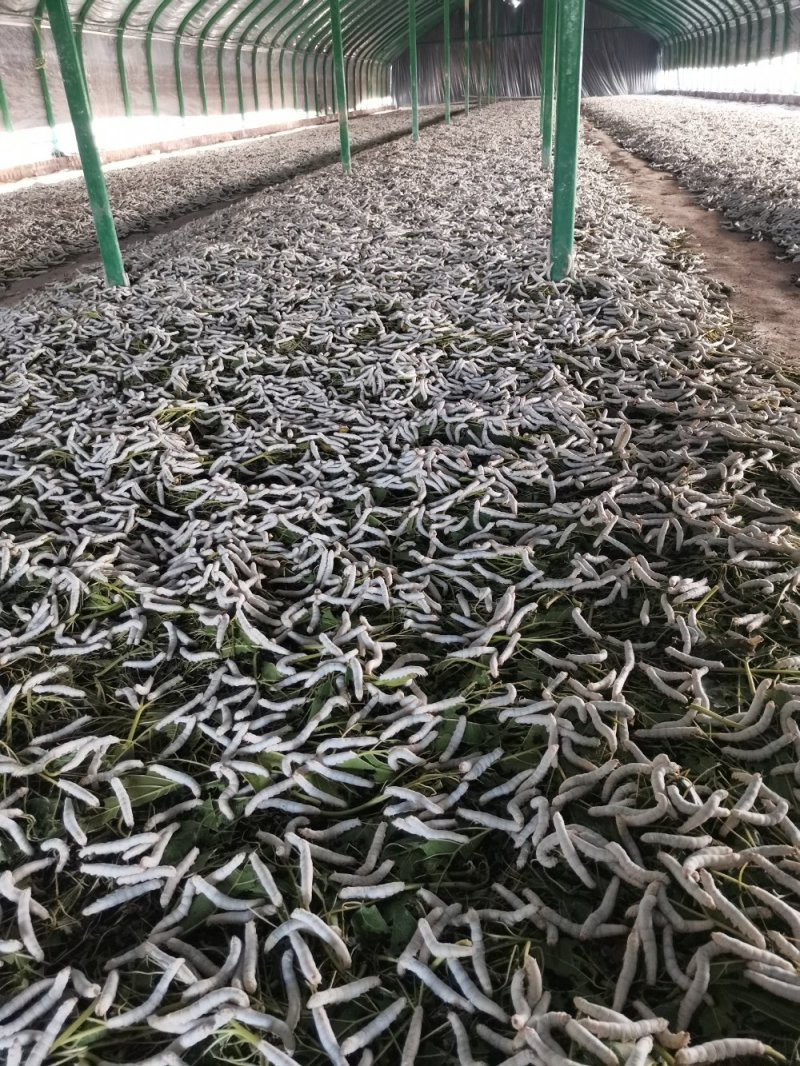 出售活蚕，蚕砂，蚕茧，蚕丝，桑叶，桑枝