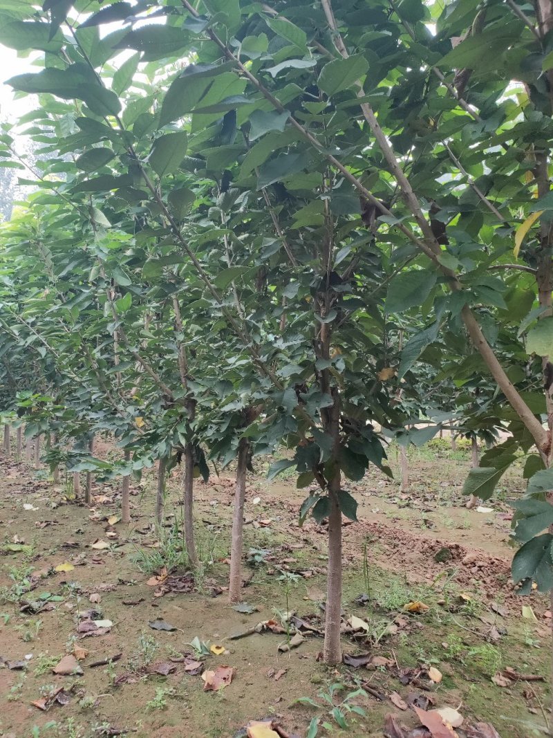 樱桃树樱桃苗品种美早俄罗斯八号红灯沙密脱等