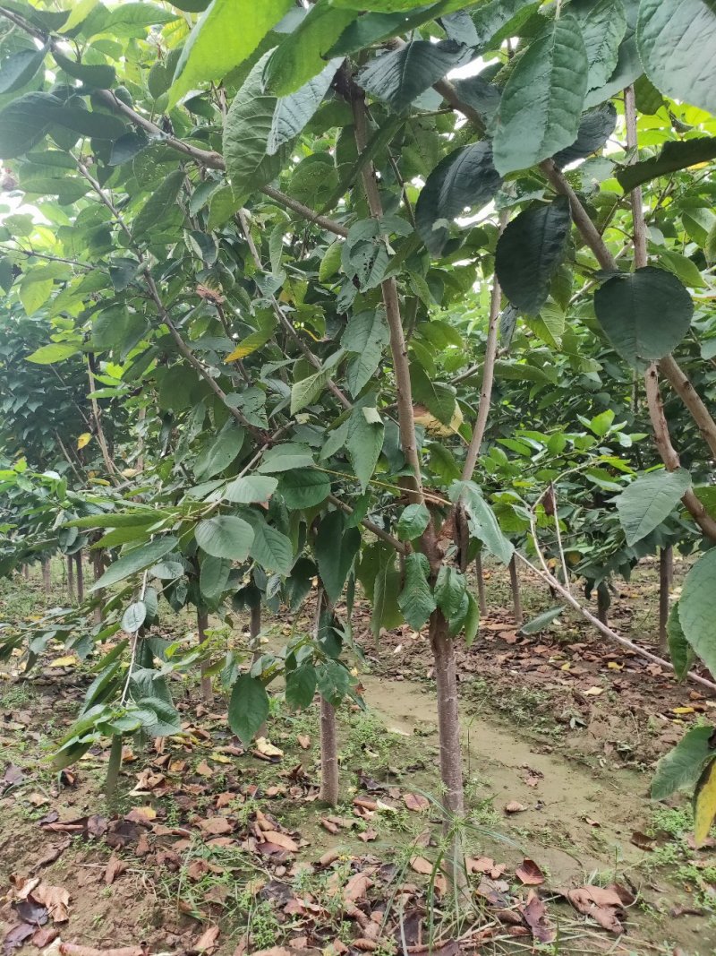 樱桃树樱桃苗品种美早俄罗斯八号红灯沙密脱等