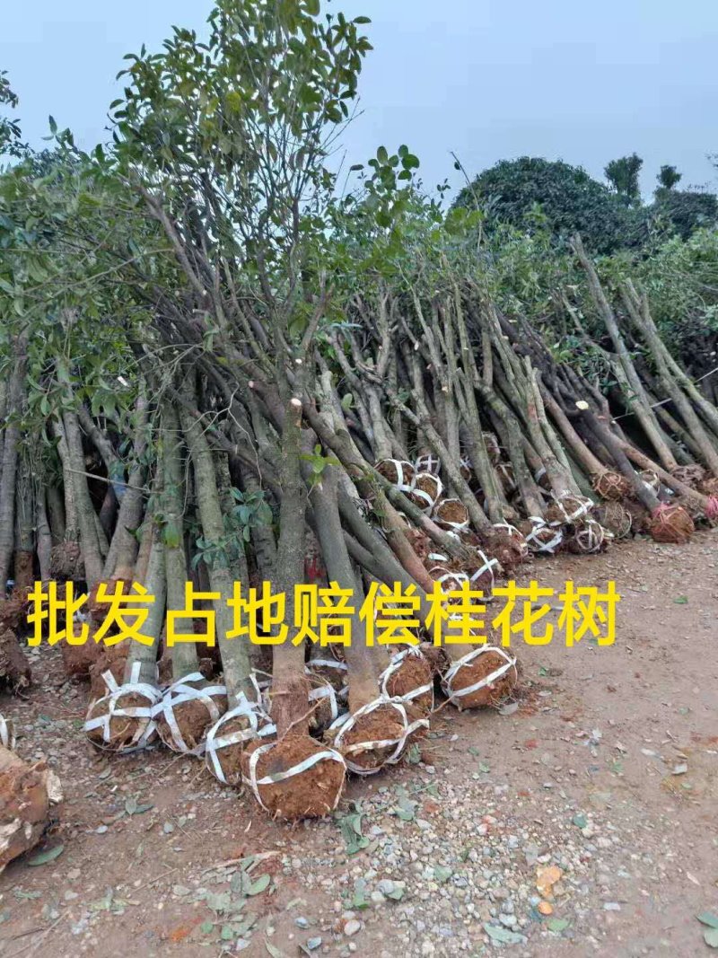 低价处理征地桂花树土地征收占地树地栽金桂树桂花树大树