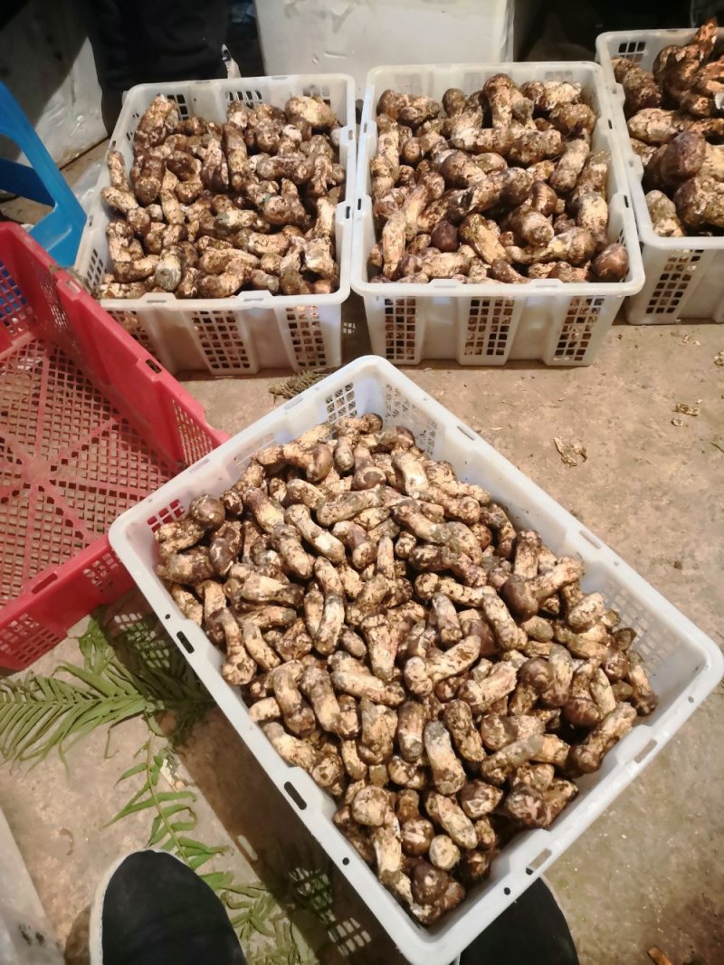 香格里拉新鲜松茸9-12cm产地批发一件代发顺丰包邮