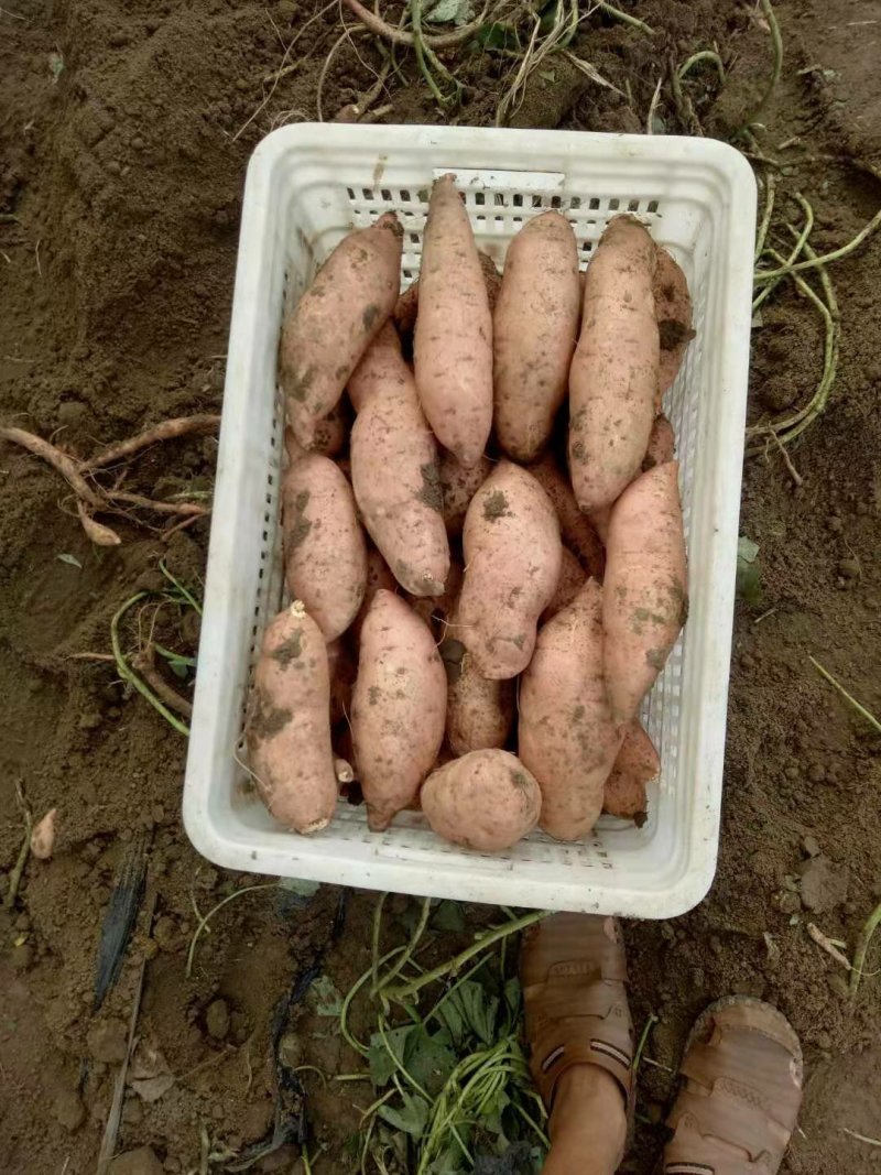 【产地直发】优质红薯龙薯九地瓜甜度高口感软糯货源充足