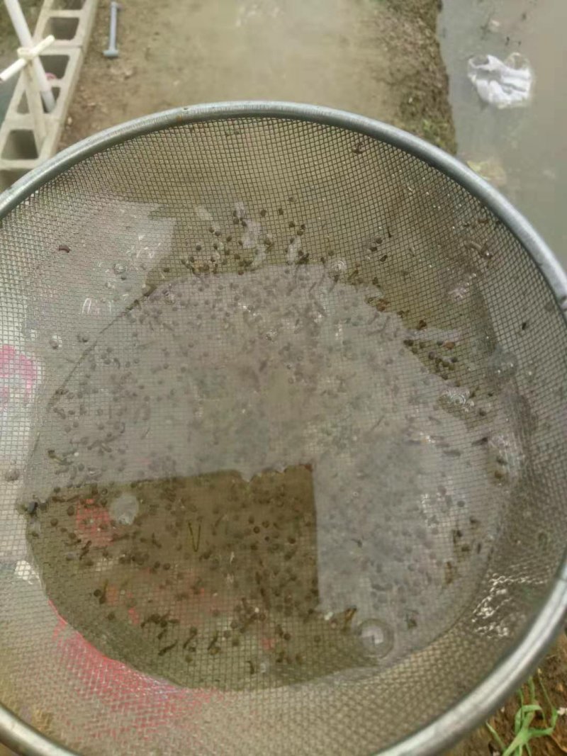 青蛙苗出售，全程技术一对一辅导，欢迎上门考察，收成品蛙