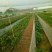 青蛙苗出售，全程技术一对一辅导，欢迎上门考察，收成品蛙