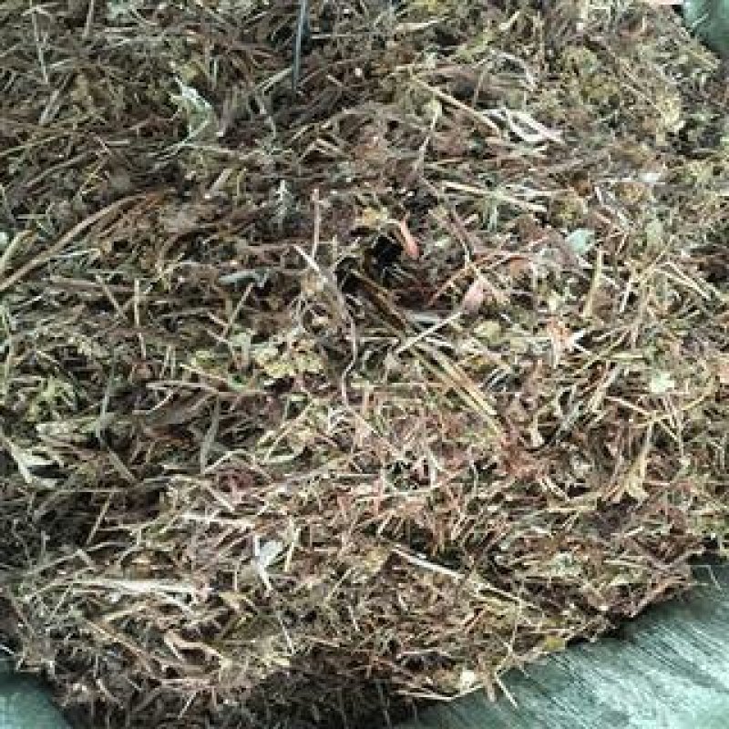 土茵陈千余品种供应承接订单