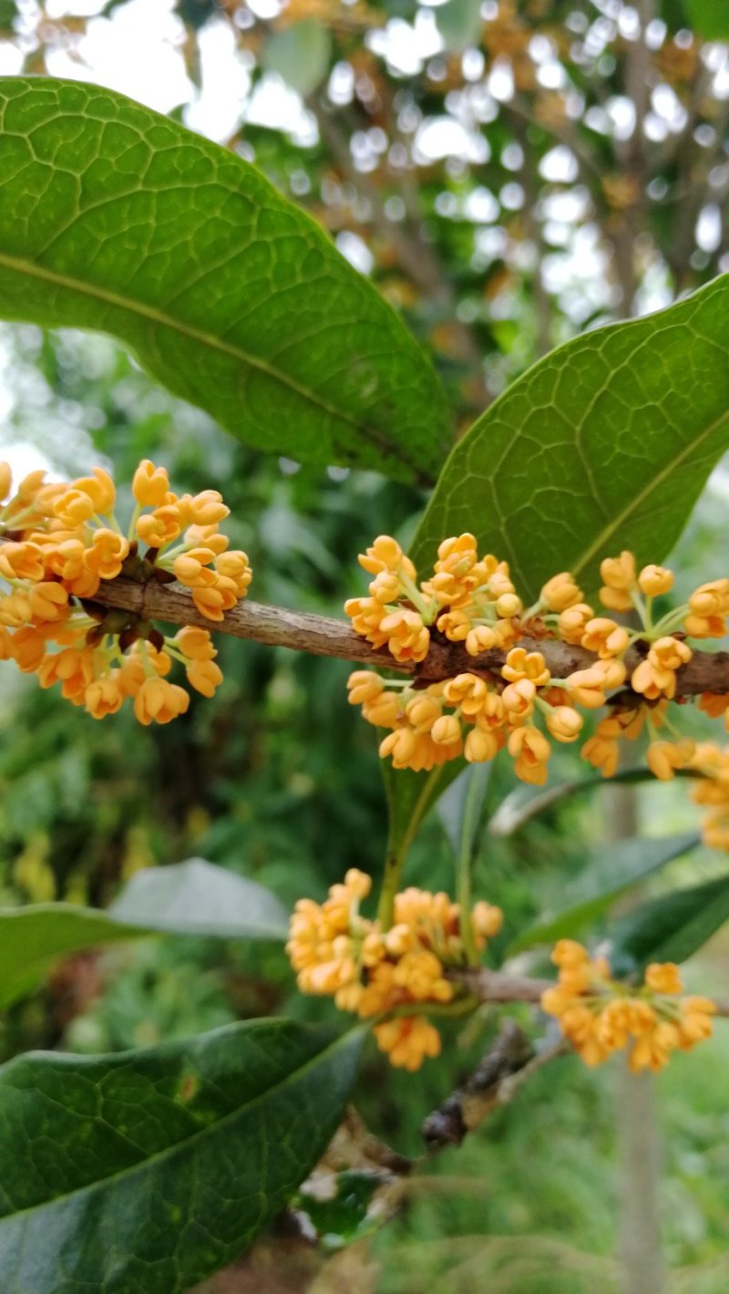 6-8cm桂花树