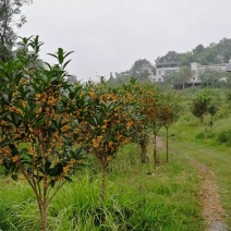 6-8cm桂花树