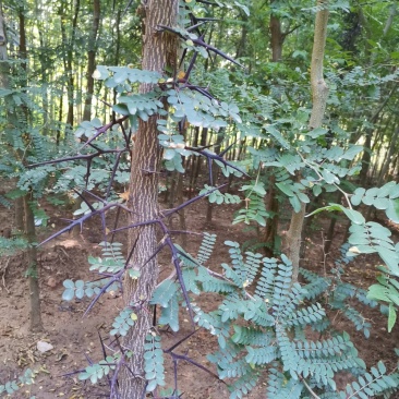 皂角树皂角1米高皂角苗皂角树苗皂角皂刺