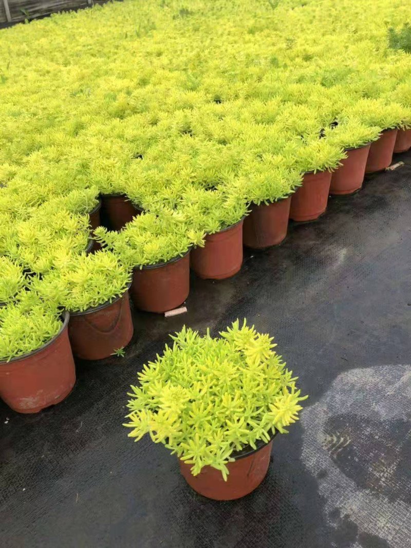 佛甲草/方盘佛甲草/基地直销/保质保量/