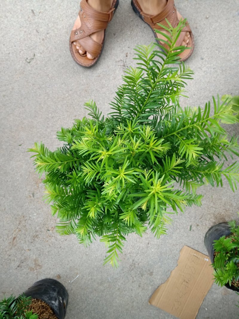 产地直销批发精品南方红豆杉