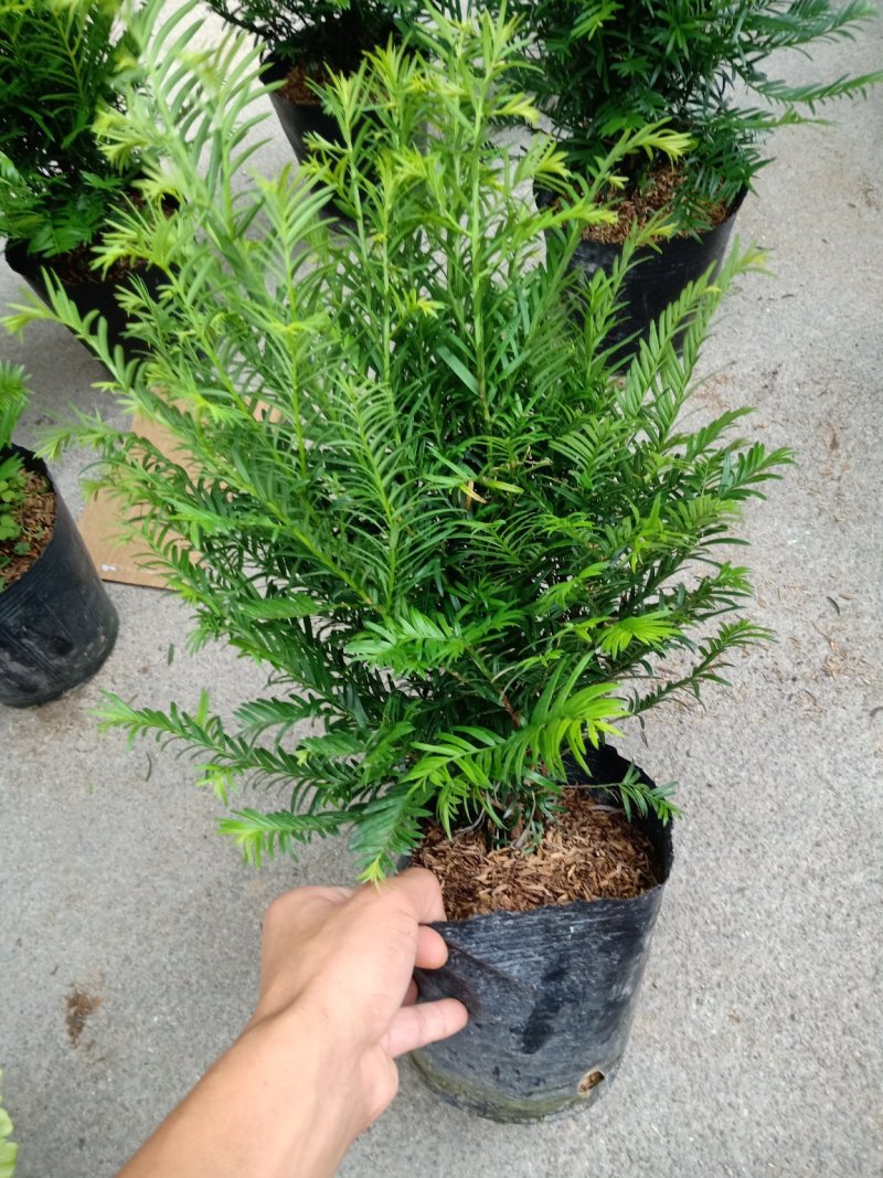 产地直销批发精品南方红豆杉