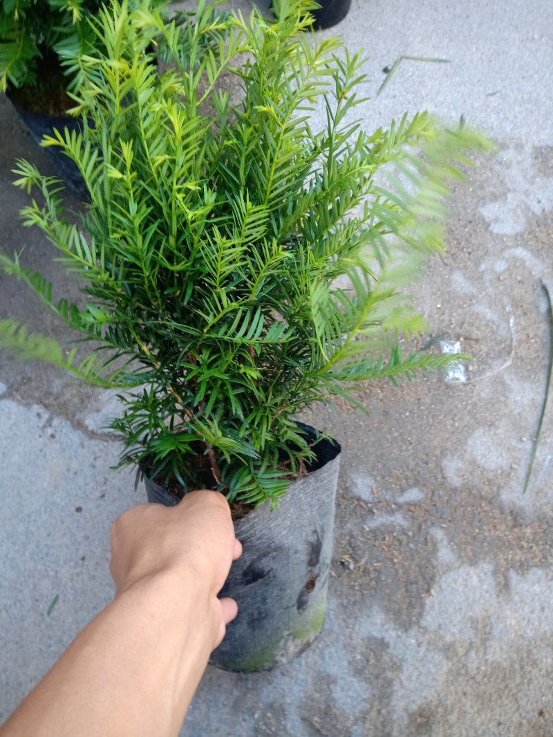 产地直销批发精品南方红豆杉