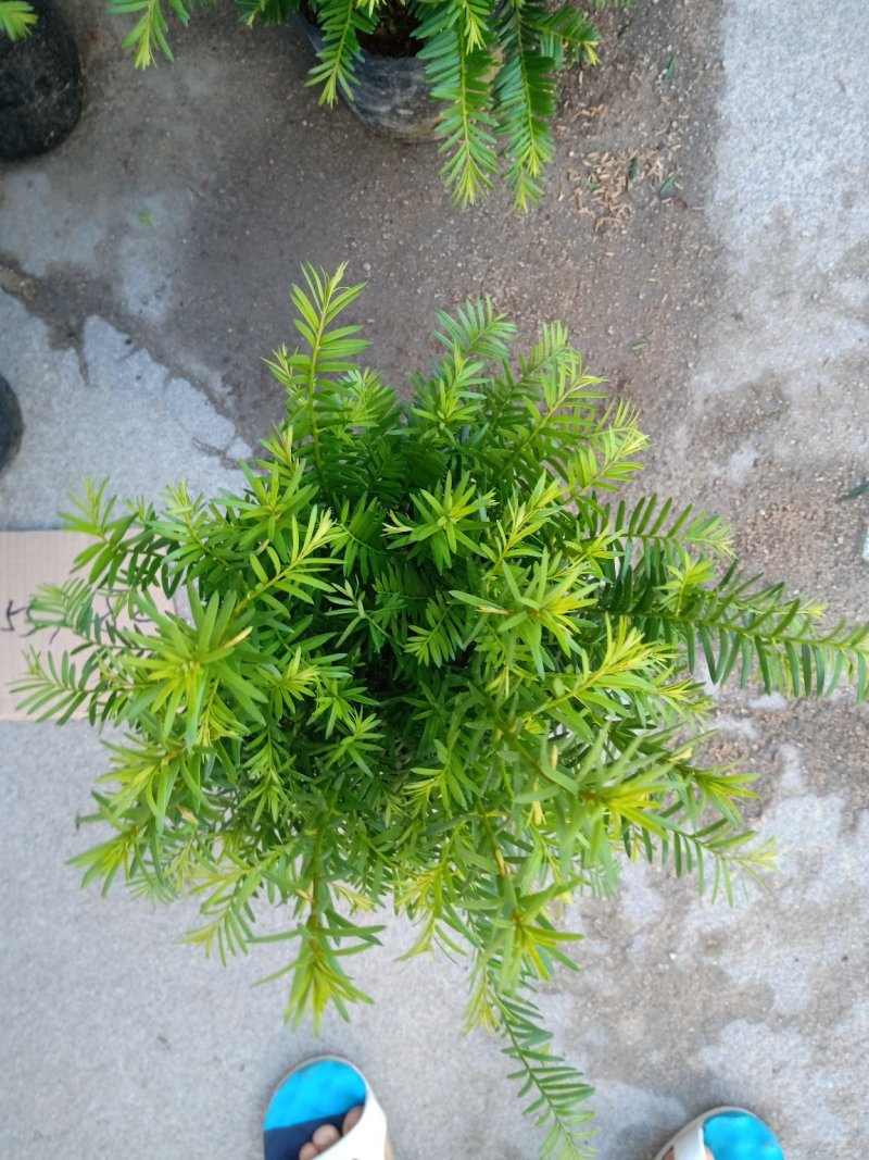 产地直销批发精品南方红豆杉