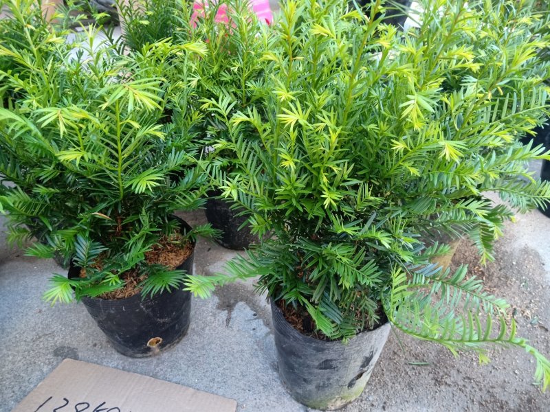 产地直销批发精品南方红豆杉