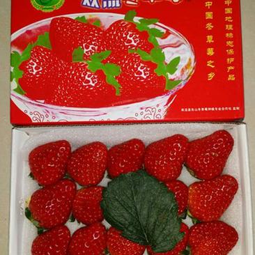 四季草莓品质好价格优适合很多水果店
