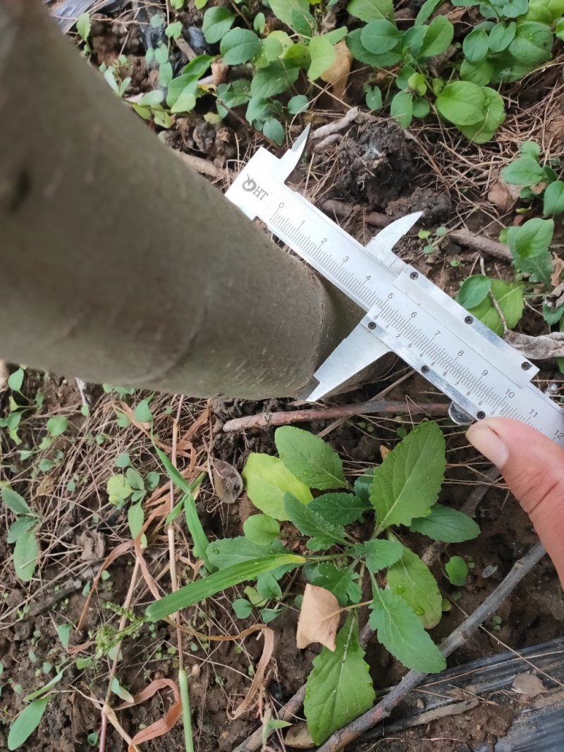 苹果苗品种有富士系列，秦翠，国光，寒富，金红，黄金
