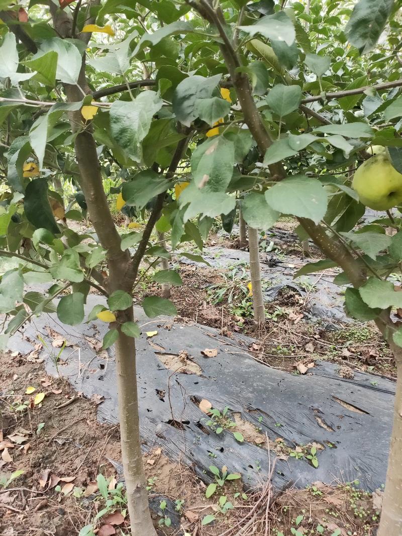 苹果树苹果苗，品种富士系列金红123寒富鸡心果