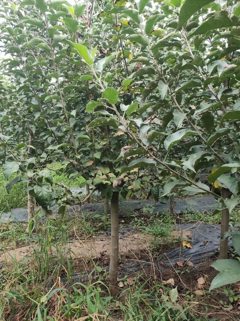 苹果树苹果苗，品种富士系列金红123寒富鸡心果
