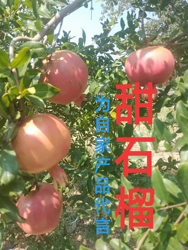山西红皮甜石榴100MM8两以产地直供上线上担保交易