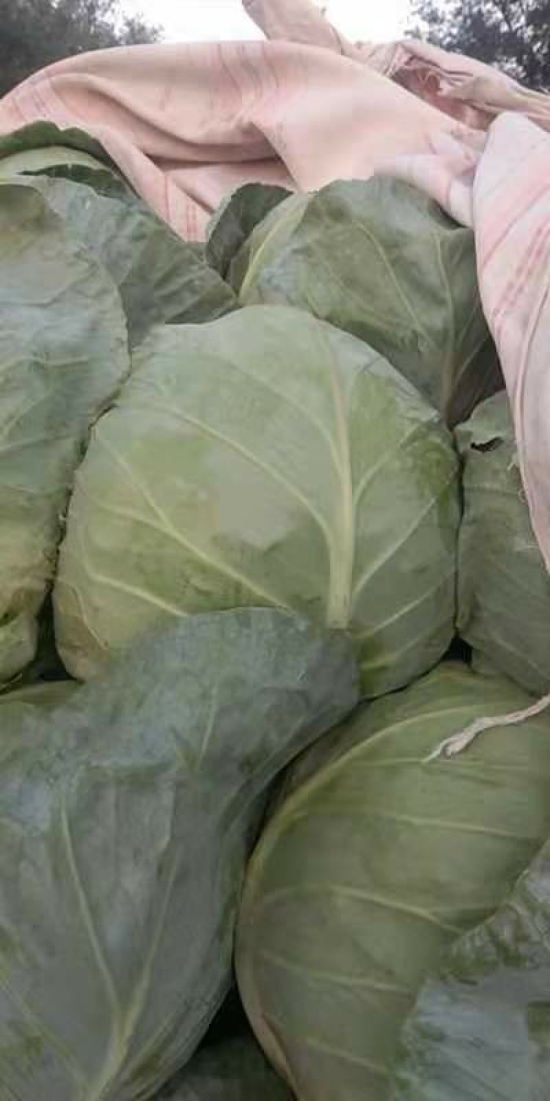 精品甘蓝