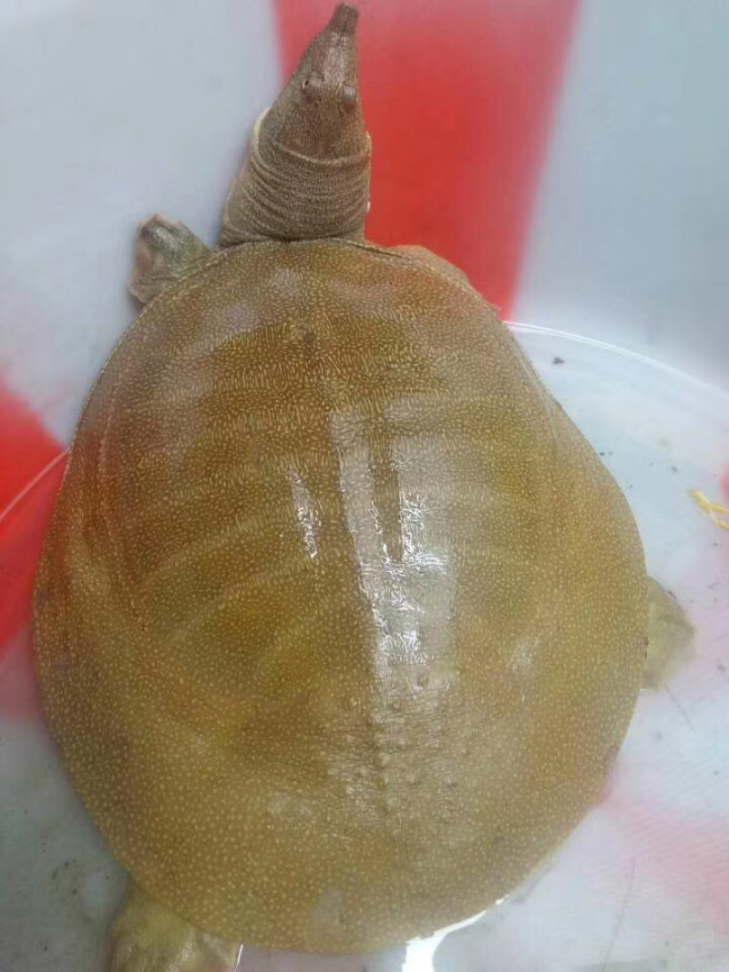 买一送一两只甲鱼农家水塘团鱼自产自销买一送一新鲜包邮