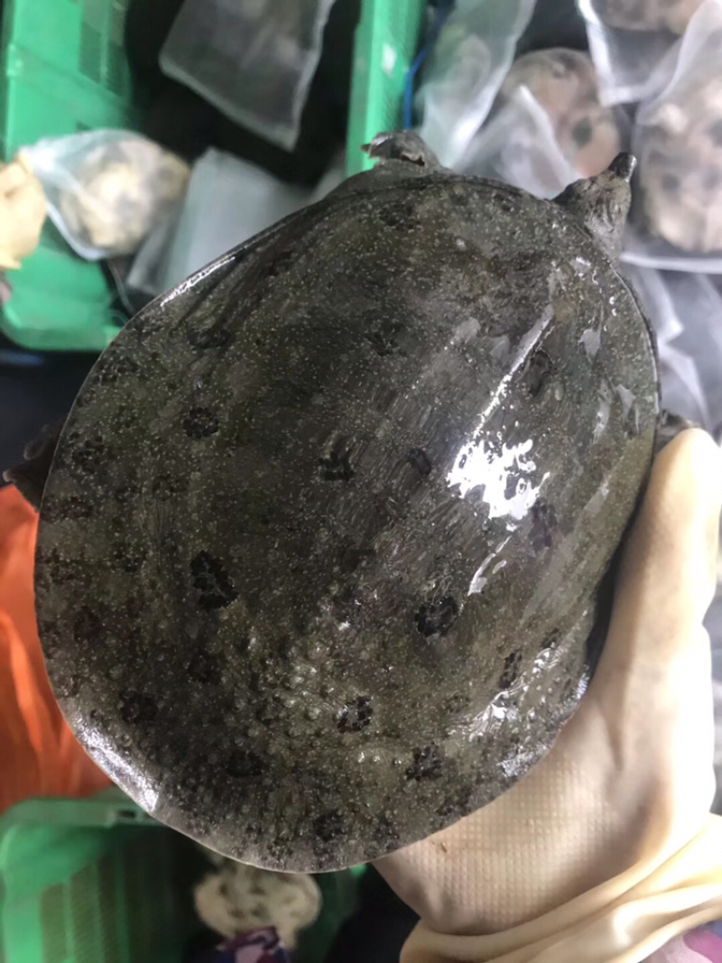 买一送一两只甲鱼农家水塘团鱼自产自销买一送一新鲜包邮