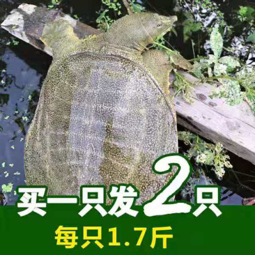 买一送一两只甲鱼农家水塘团鱼自产自销买一送一新鲜包邮