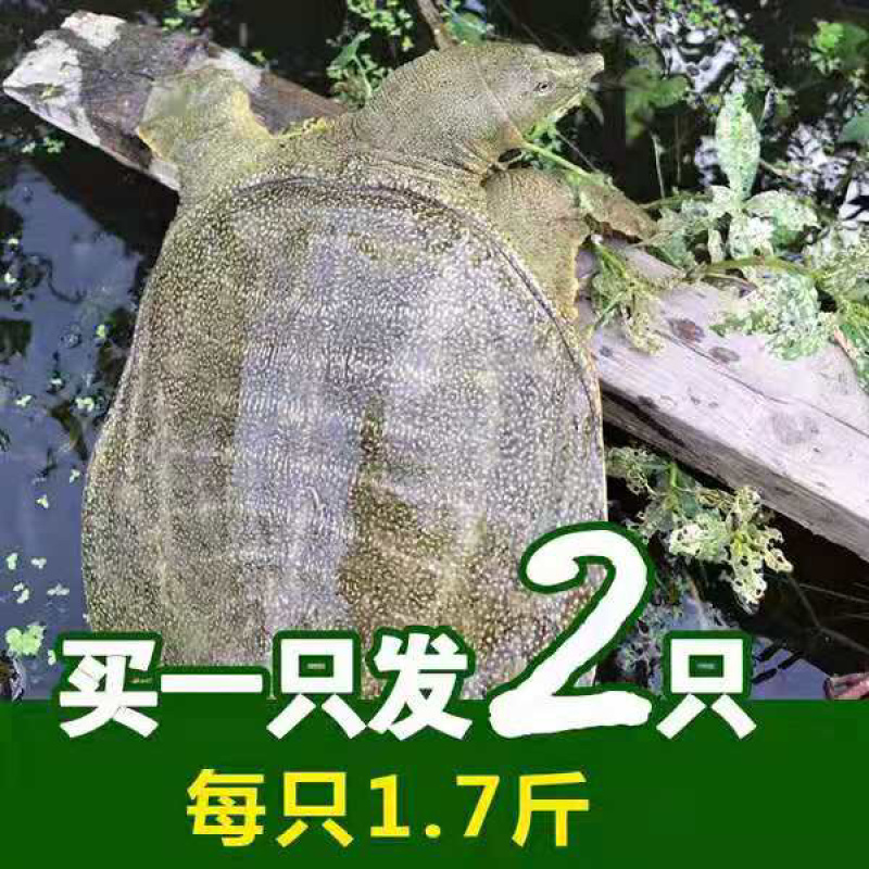 买一送一两只甲鱼农家水塘团鱼自产自销买一送一新鲜包邮