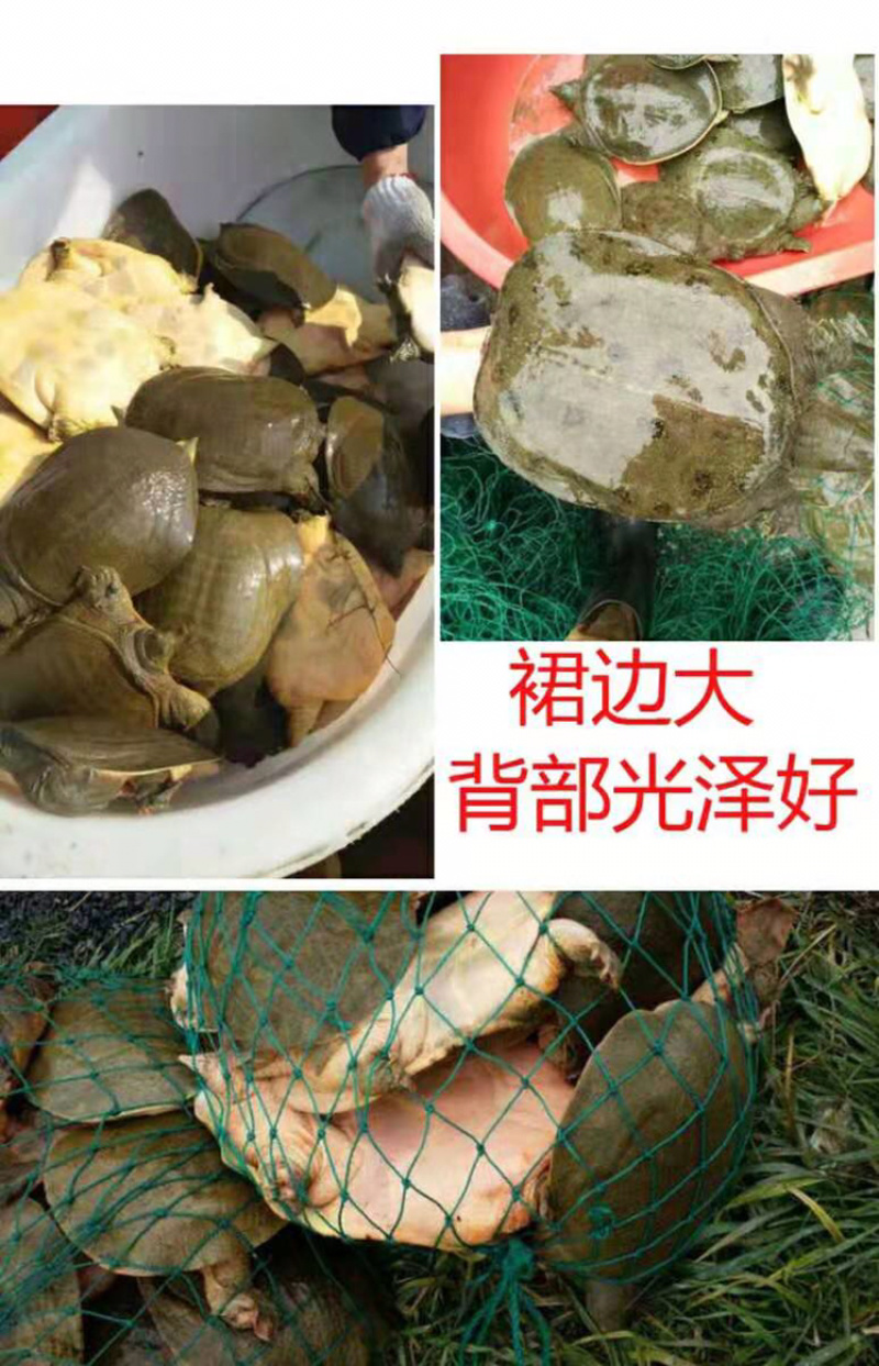 买一送一两只甲鱼农家水塘团鱼自产自销买一送一新鲜包邮