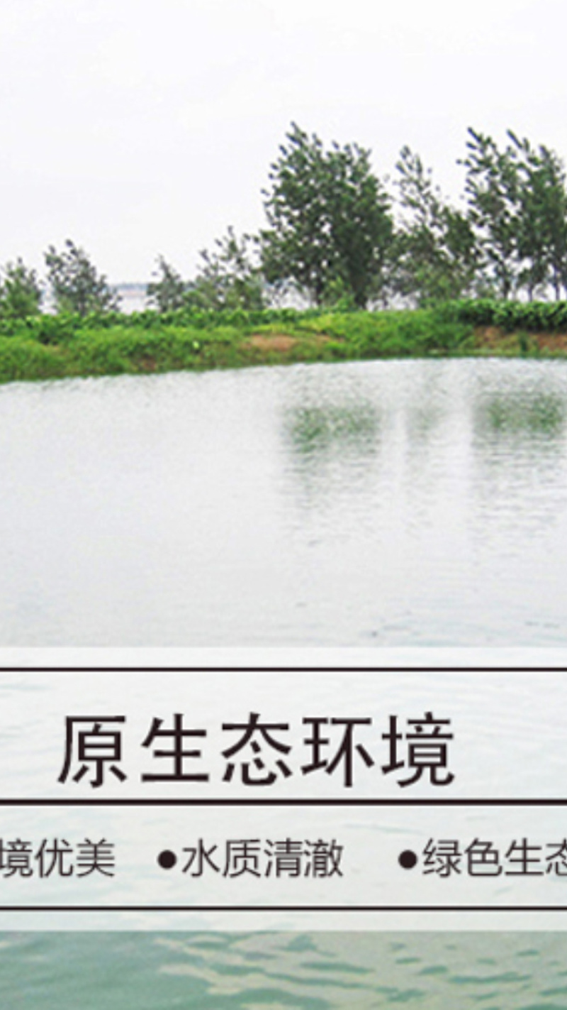 买一送一两只甲鱼农家水塘团鱼自产自销买一送一新鲜包邮