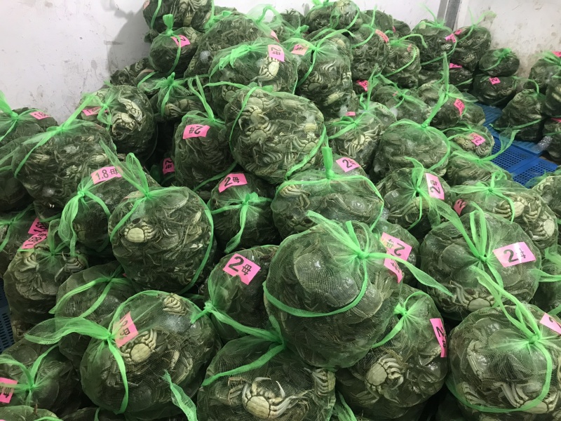 9月8号大闸蟹批发鲜活螃蟹公母直销整车发货