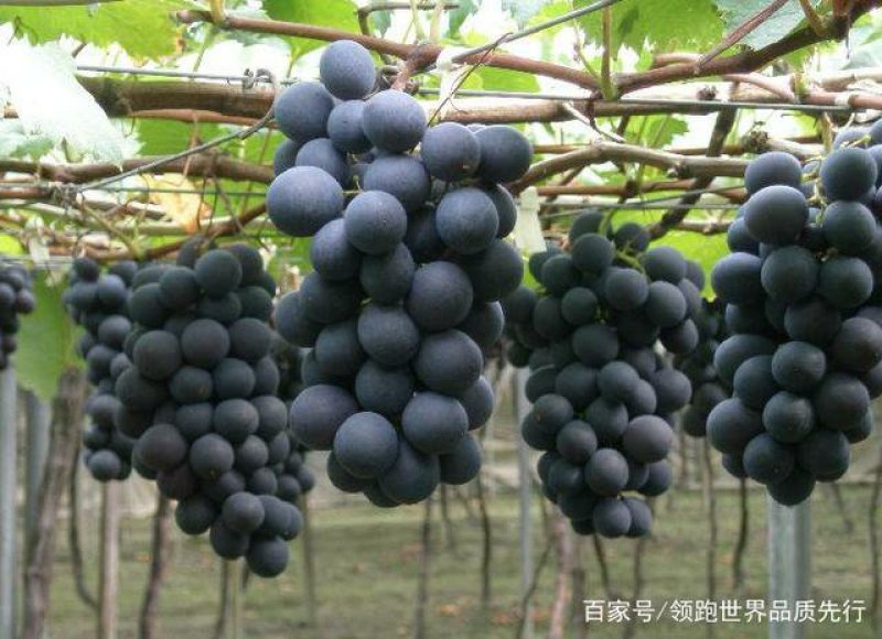 早巨峰葡萄苗，葡萄苗巨峰包成活免费后期指导