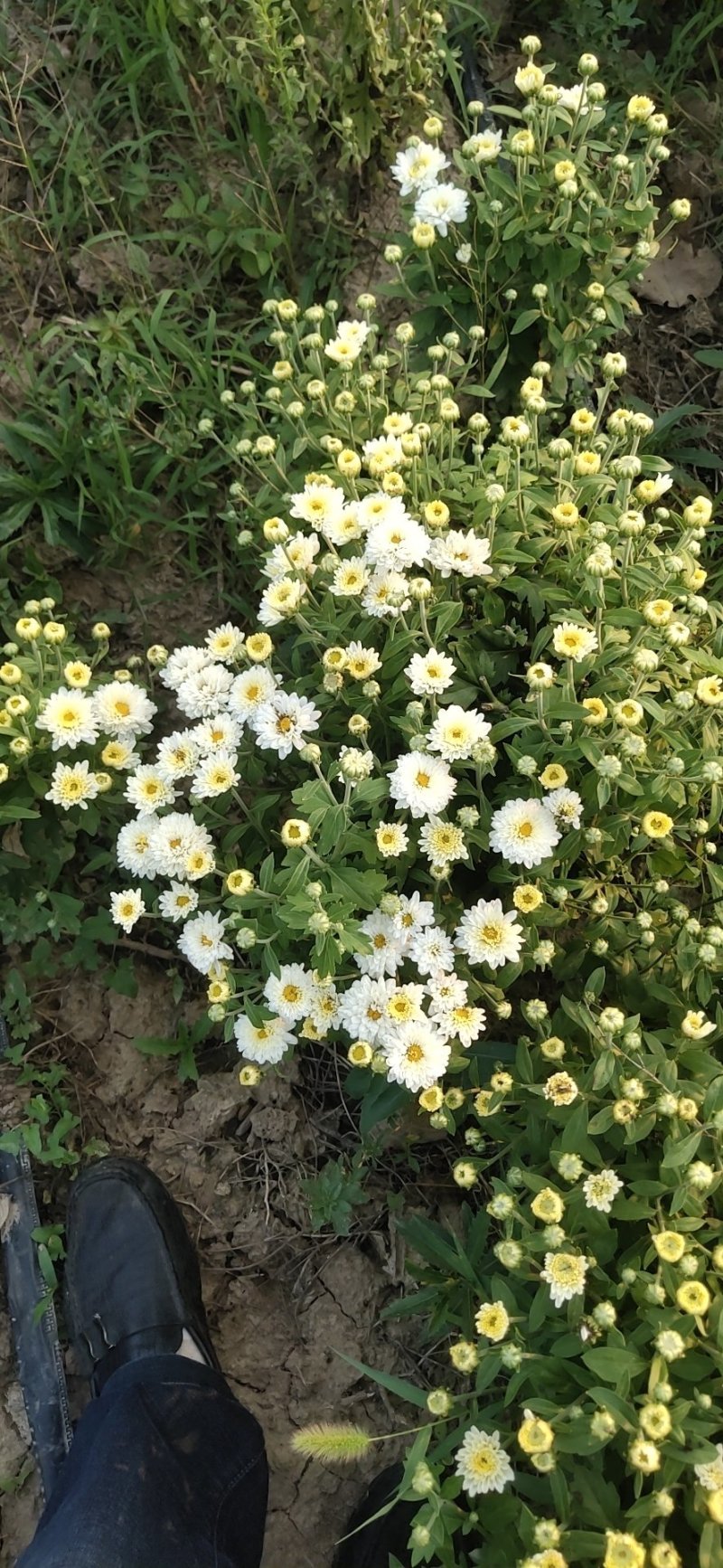 北京菊