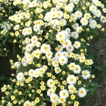 北京菊