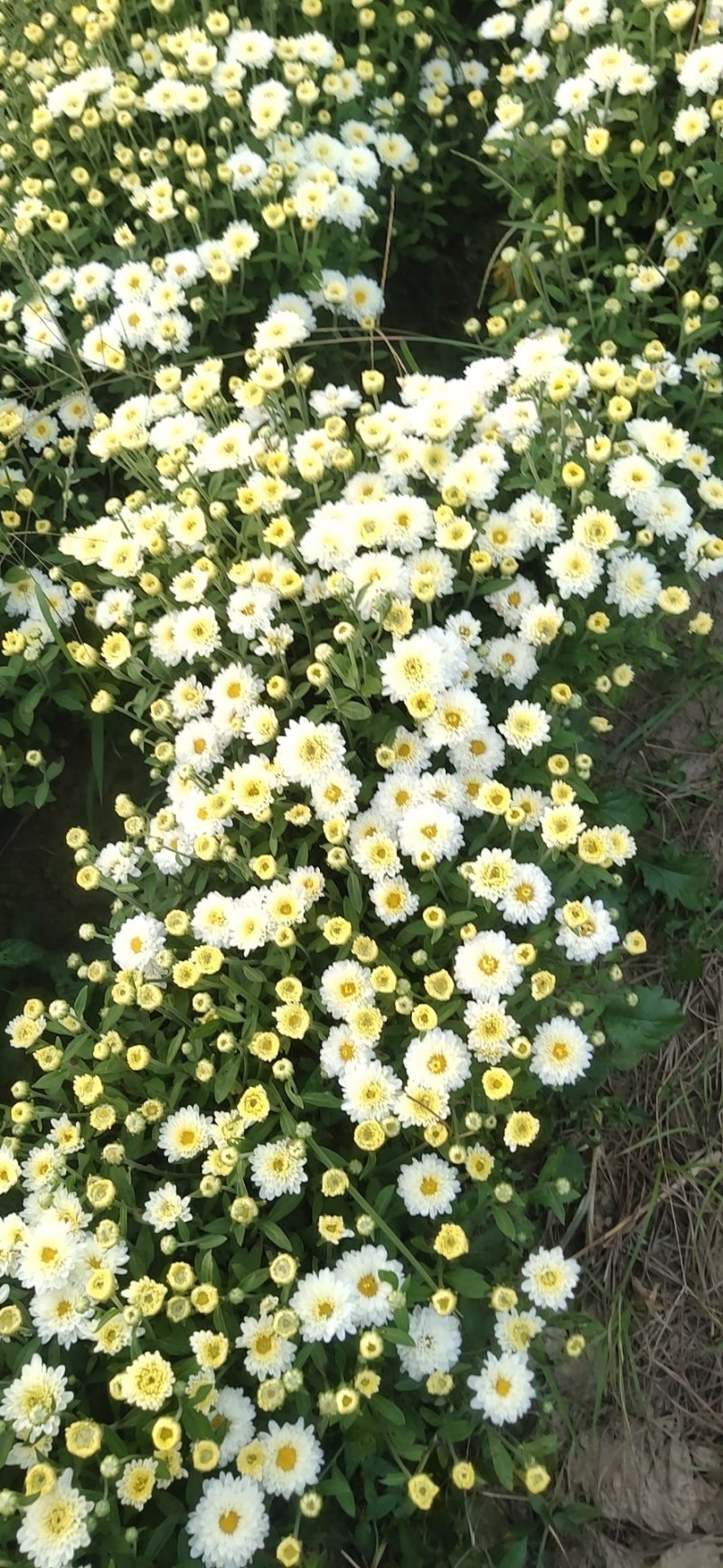 北京菊