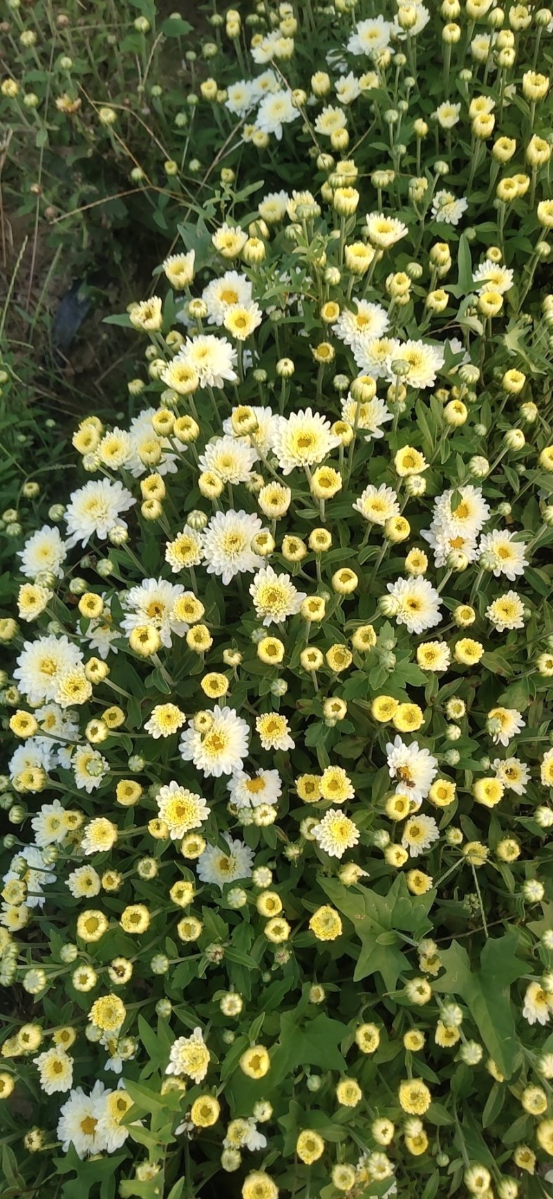 北京菊