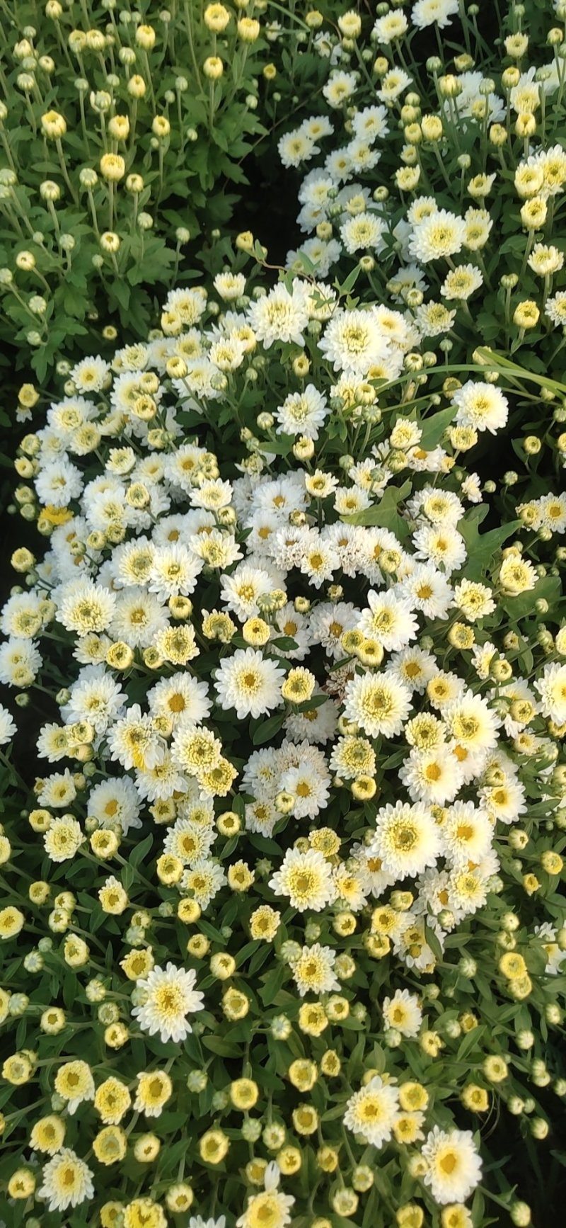 北京菊