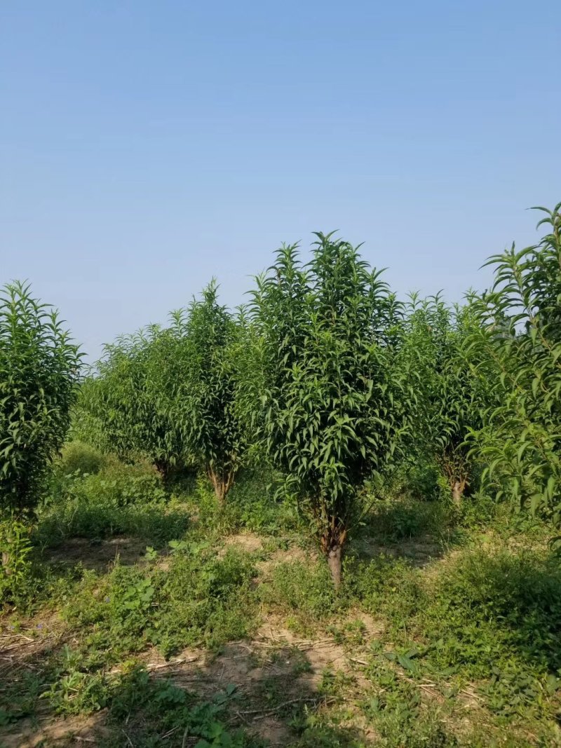龙柱碧桃