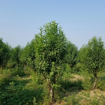 龙柱碧桃