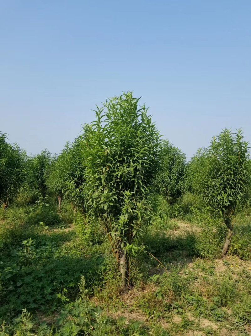 龙柱碧桃
