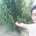 龙柱碧桃