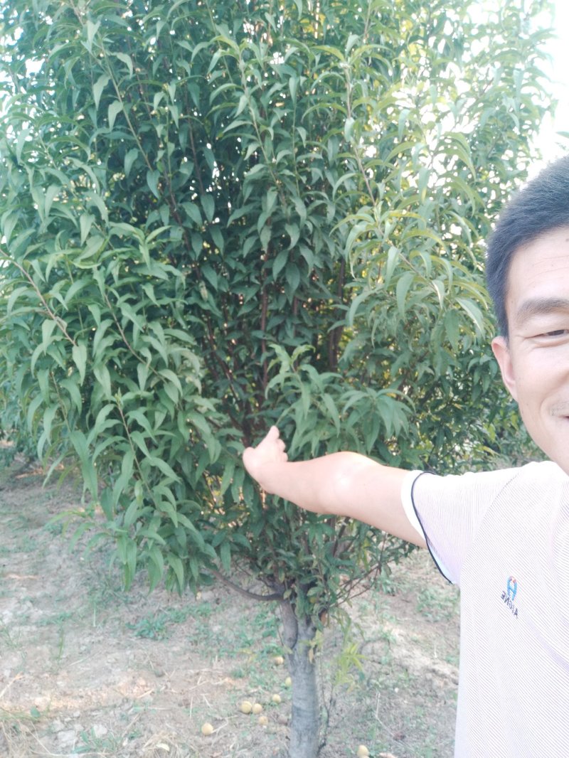 龙柱碧桃