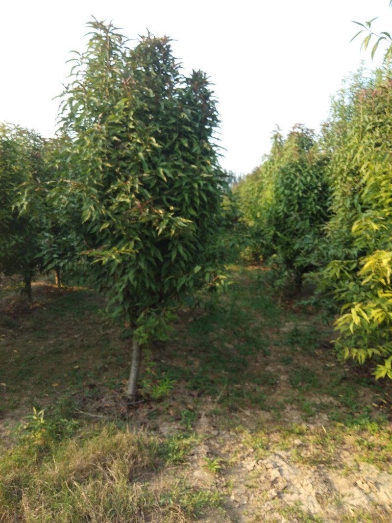 龙柱碧桃